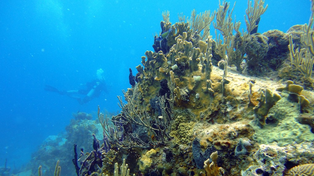 Die Debatte zwischen Meeresschwamm und Korallen ist uralt. Seit der Antike sind die Menschen von der unglaublichen Komplexität der Tiefsee fasziniert und haben sich danach gesehnt, die erstaunliche Schönheit und Komplexität der darin lebenden Schwämme und Korallen zu verstehen. Während Schwämme und Korallen sehr unterschiedlich aussehen können, gibt es bei beiden ein ähnliches Maß an Artenvielfalt und biologischen Anpassungen, was es schwierig macht, sie voneinander zu unterscheiden.